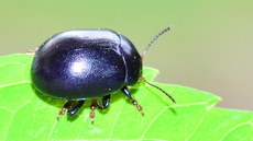 Violetter Gundermann-Blattkäfer_2.JPG